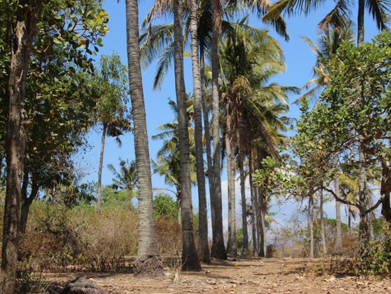 Beachfront land for sale in Padang Bai East of Bali