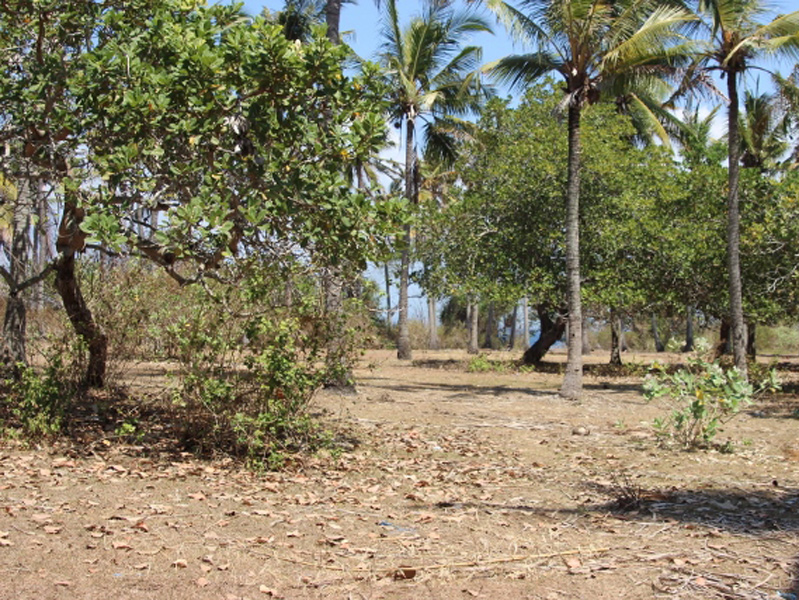 Tanah Dijual Di Tepi Pantai Padang Bai