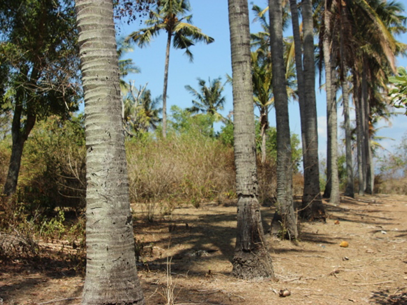 Beachfront land for sale in Padang Bai East of Bali