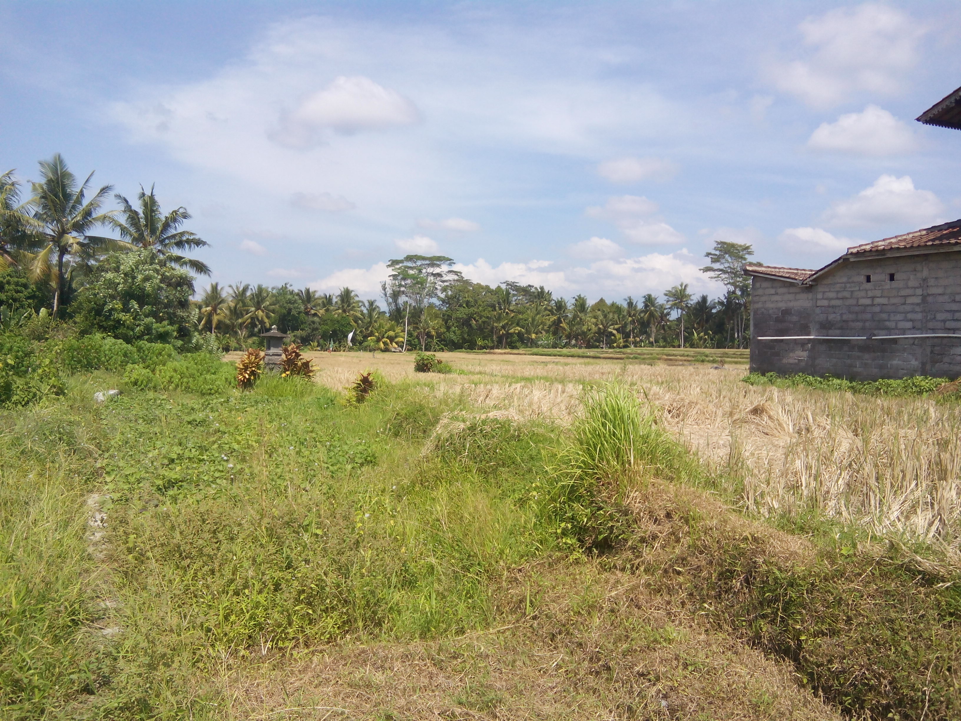 Luxurious Five Bedrooms Freehold Villa for Sale in Canggu