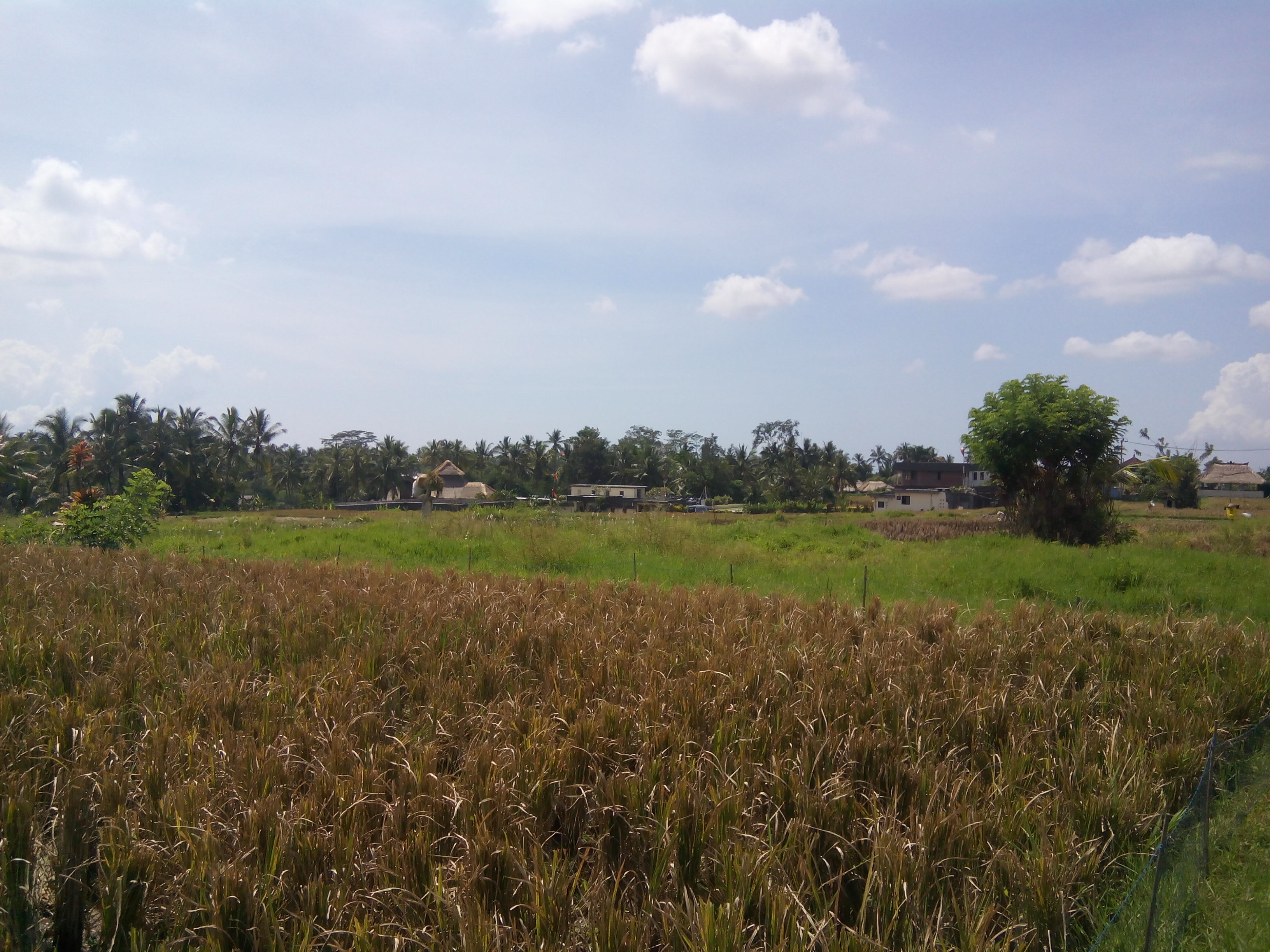 19 ara freehold 5 minutes from ubud centre