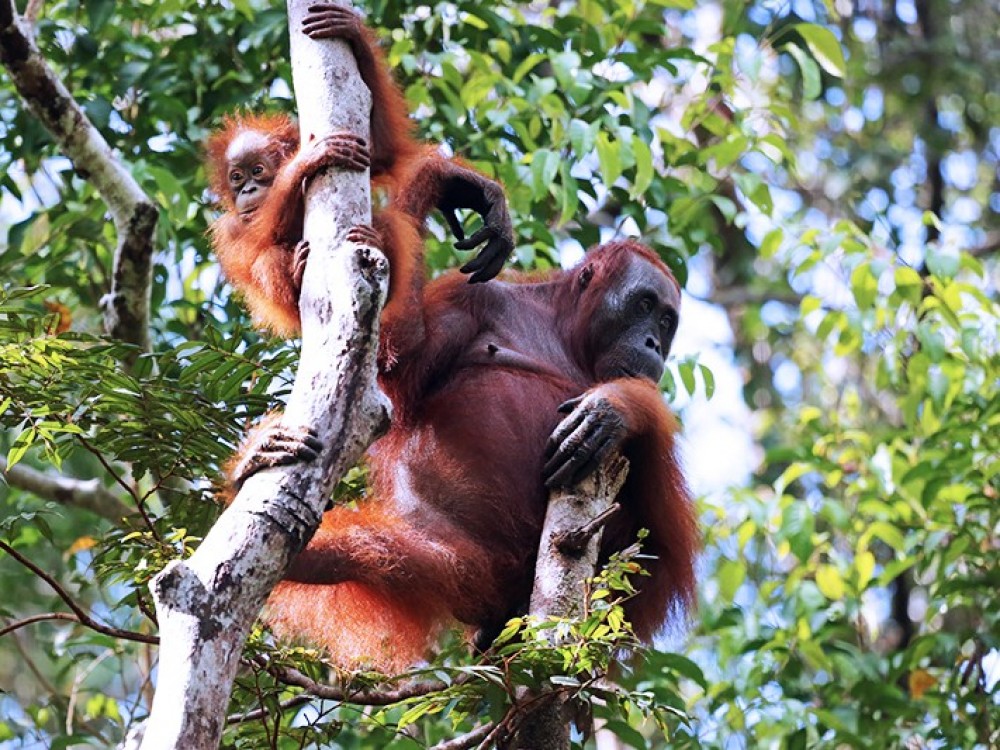 Hutan hujan tropis dan Satwa unik yang  langka  di  Indonesia