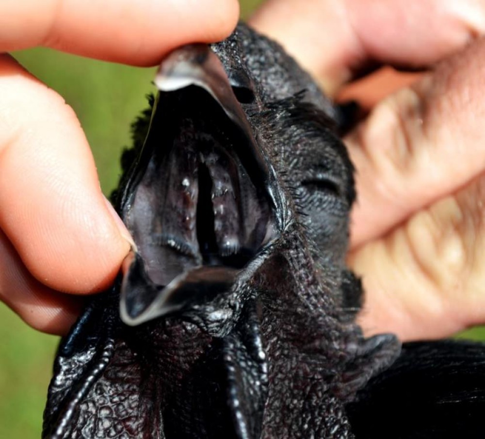 Gros plan sur le Poulet Noir d’Indonésie