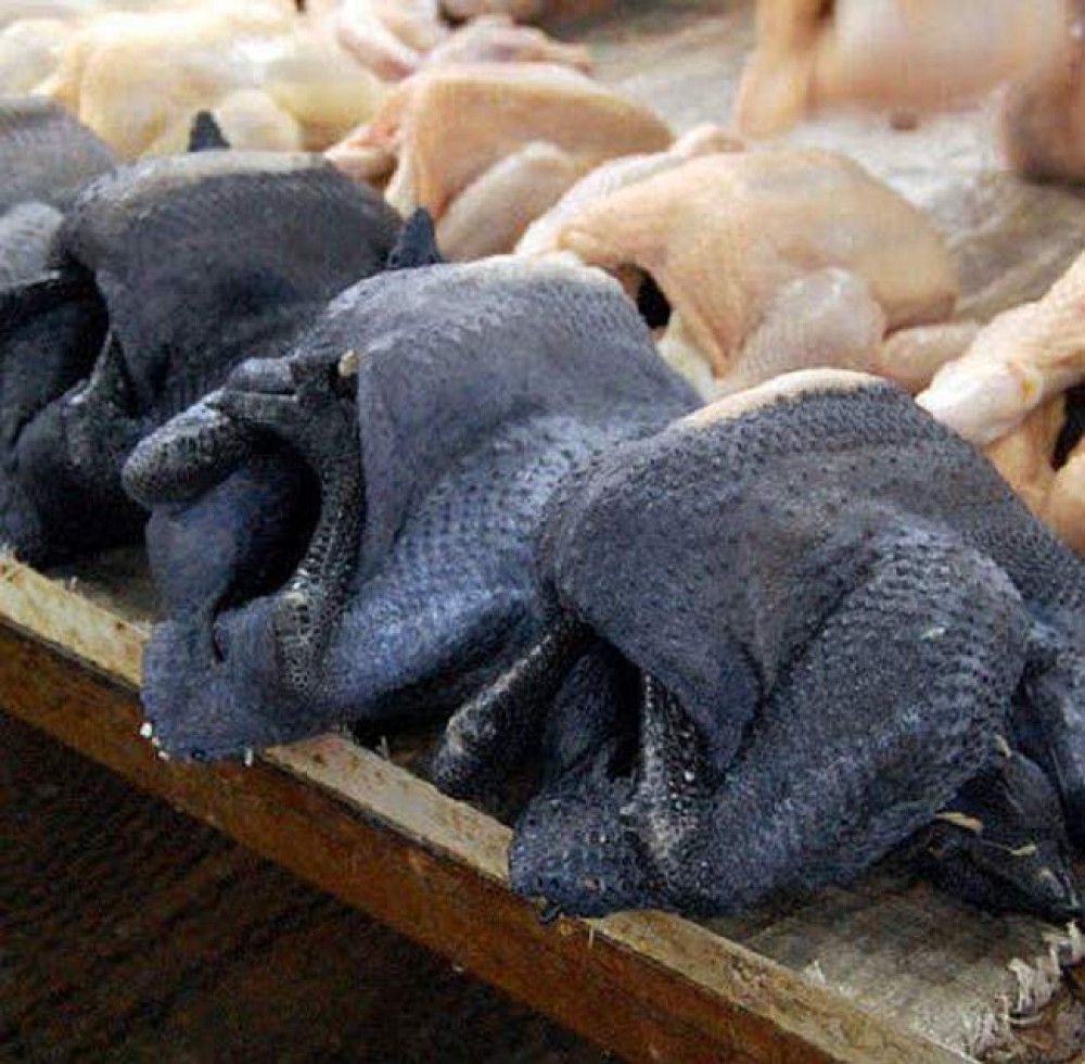 Portrait du Poulet Noir d’Indonésie