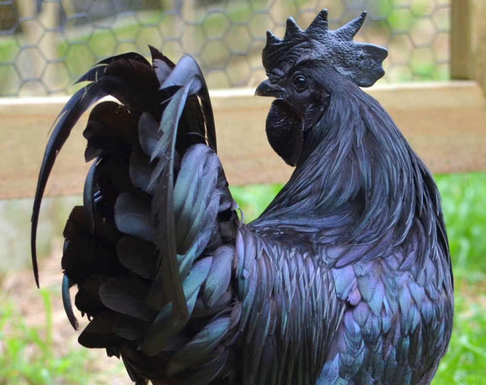 Poulet Noir d’Indonésie