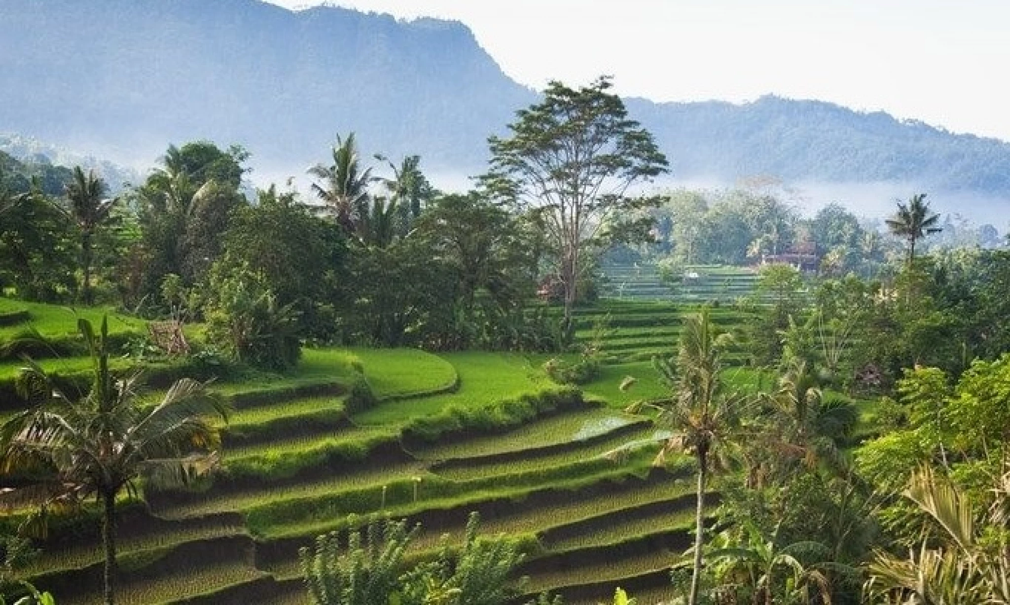Explore the rice terraces of Sidemen