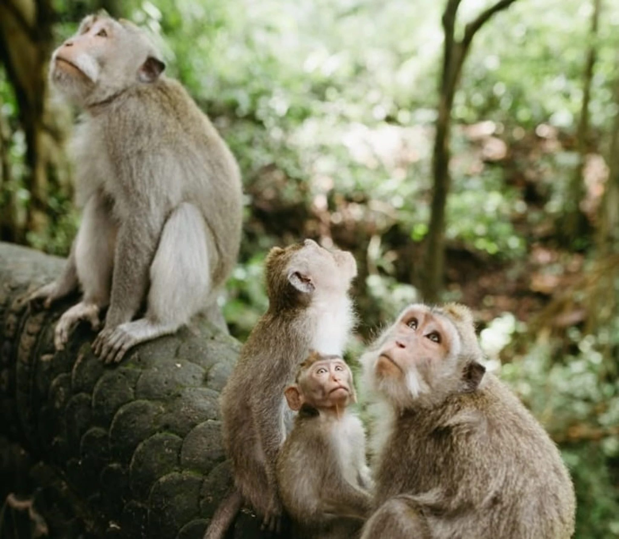 Sacred Monkey Forest