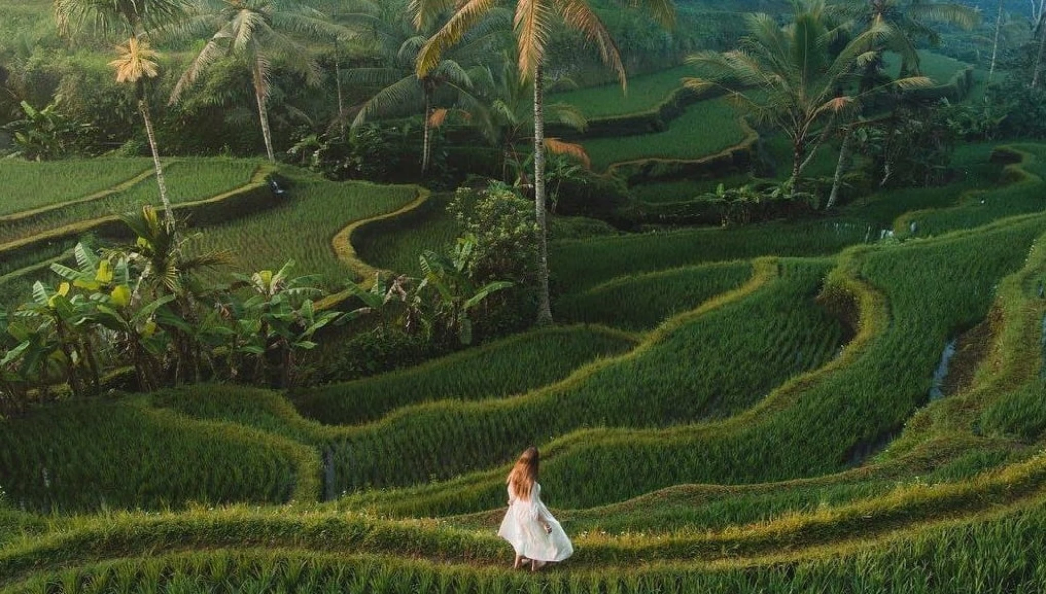 Tegalalang Rice Terraces