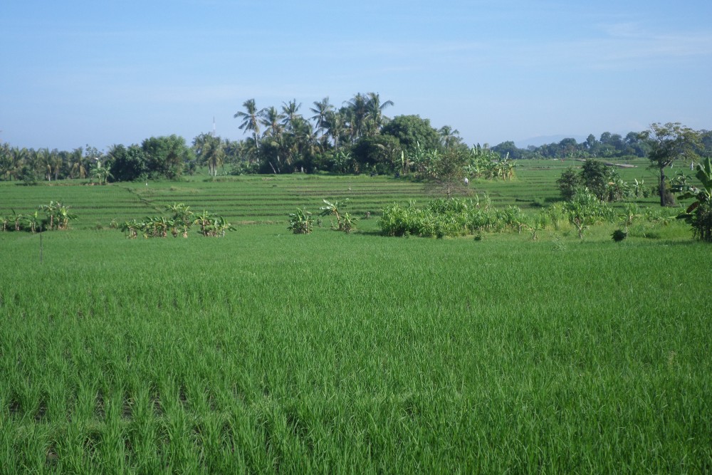 Wonderful mountain and rice field view Land in Nyanyi 