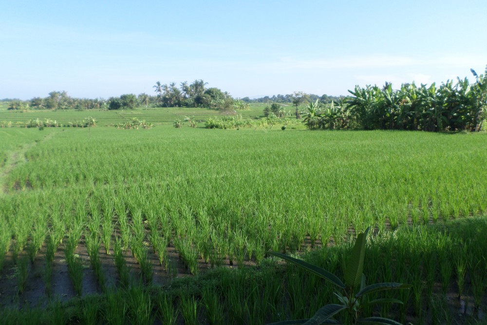 Wonderful mountain and rice field view Land in Nyanyi 