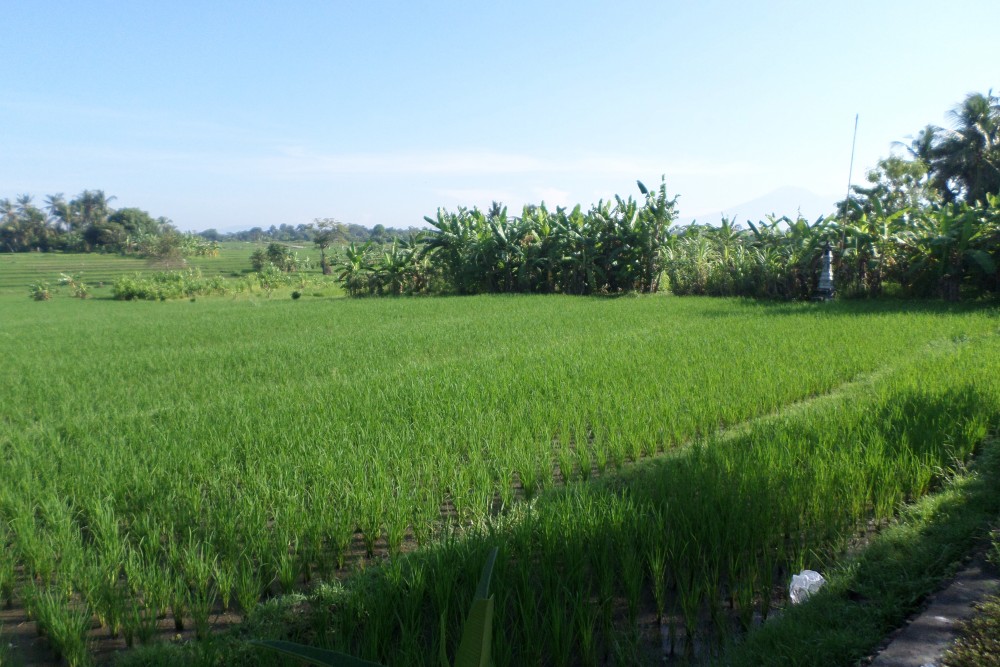 Wonderful mountain and rice field view Land in Nyanyi 