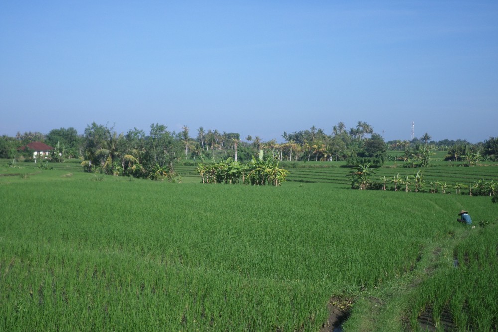 Wonderful mountain and rice field view Land in Nyanyi 