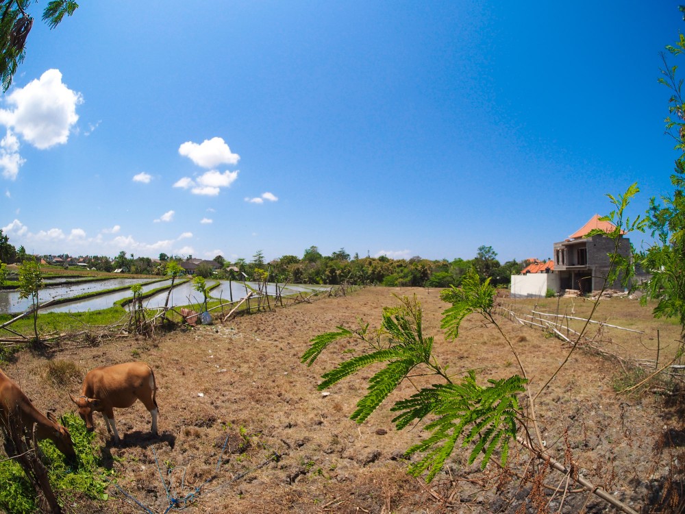 Luxurious Five Bedrooms Freehold Villa for Sale in Canggu