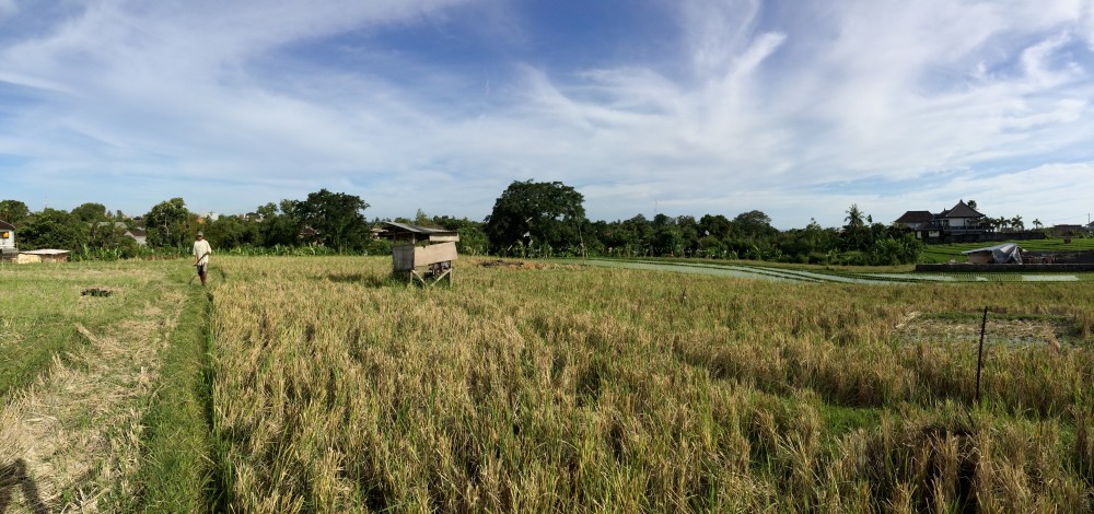 Grand terrain locatives a vendre à Canggu