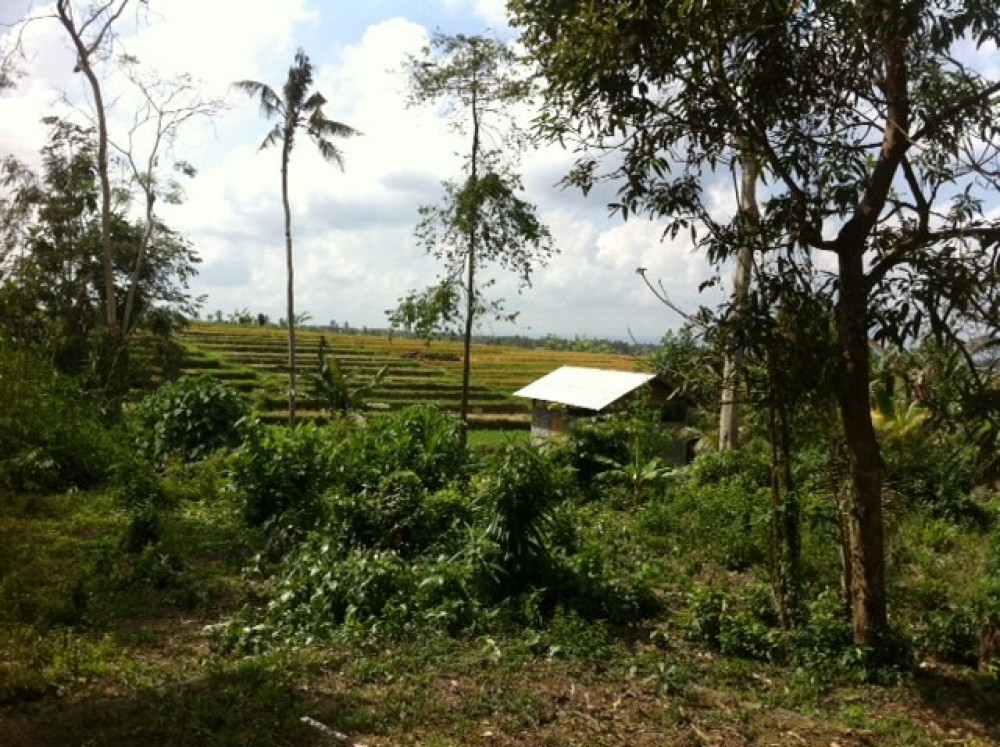 Grand terrain avec double accès et belle vue à travers les champs de riz