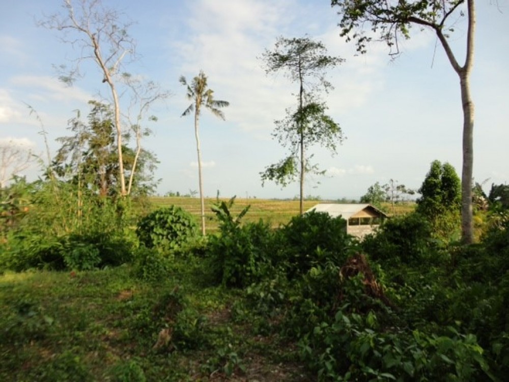 Great land with double access and beautiful view thru rice fields 