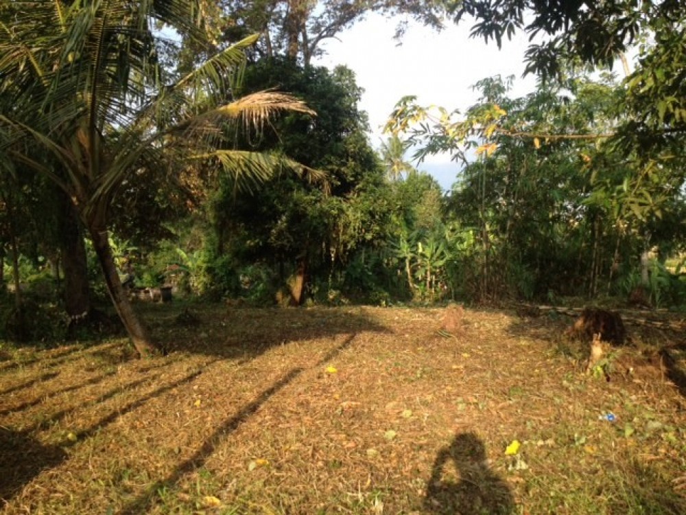 Tanah besar dengan double akses dan pemandangan indah melalui sawah