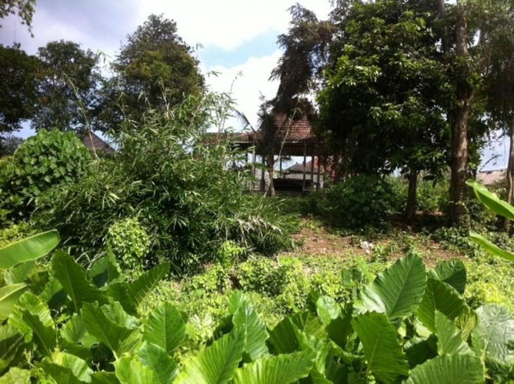 Great land with double access and beautiful view thru rice fields 