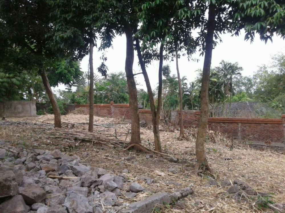 Great plot of land for lease in Pererenan