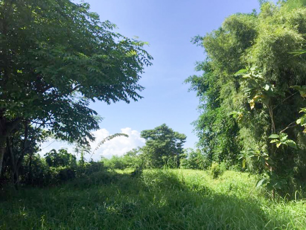 Spacious freehold land is located in a quiet area of Gianyar