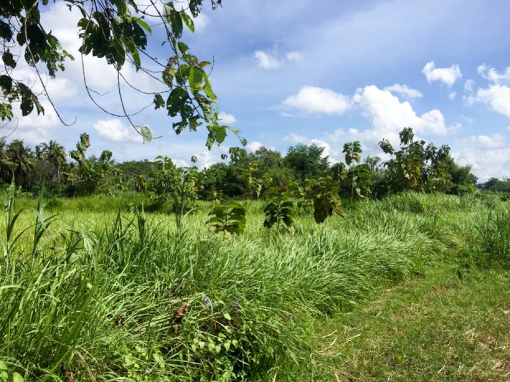 Spacious freehold land is located in a quiet area of Gianyar