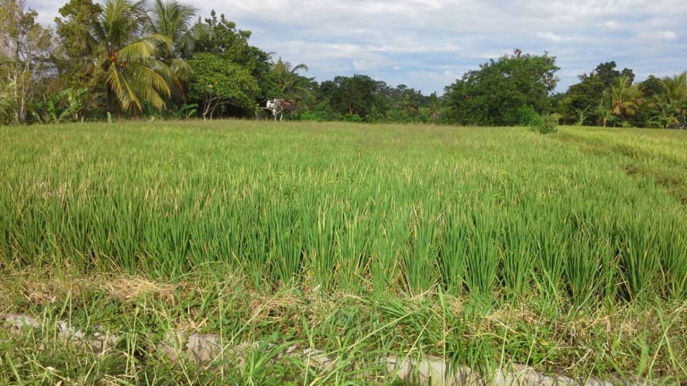 Terrains spacieux à vendre à Gianyar