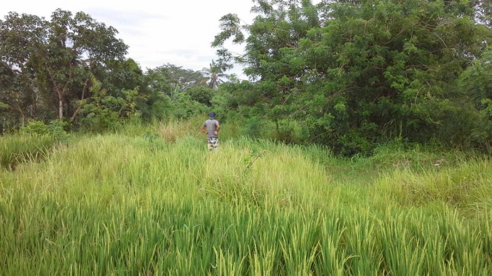 Spacious freehold land for sale in Gianyar