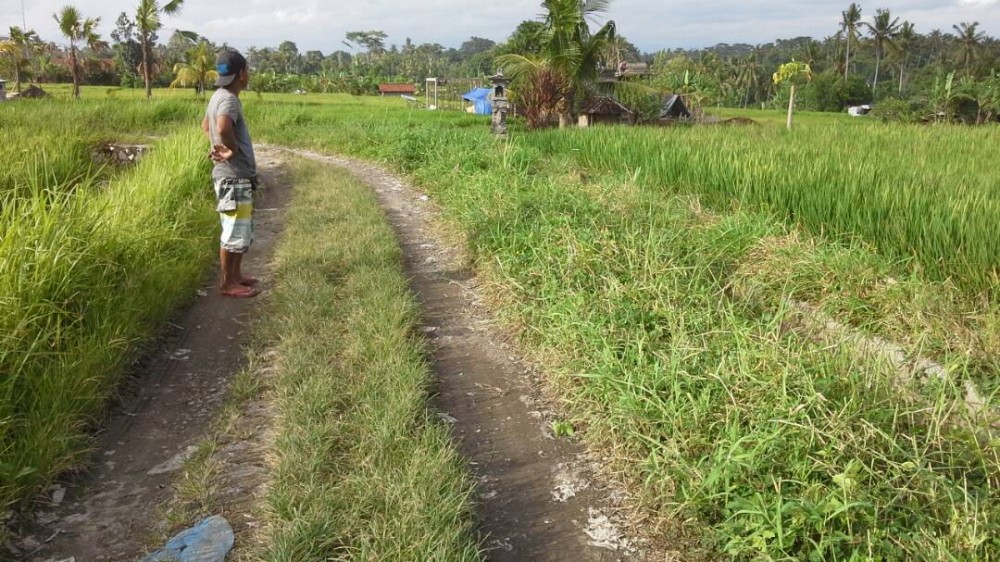 Spacious freehold land for sale in Gianyar