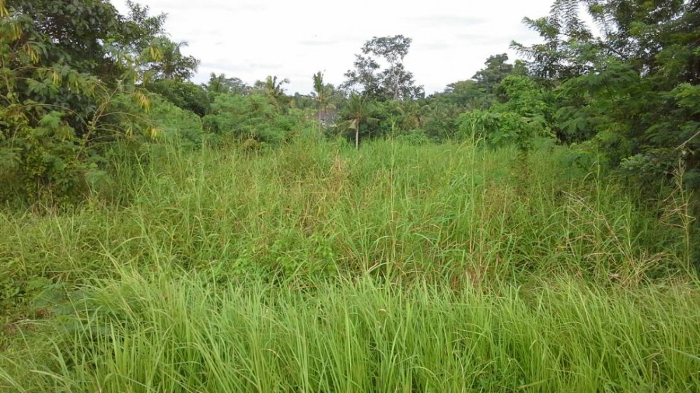 Terrains spacieux à vendre à Gianyar