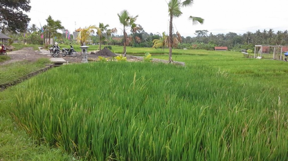 Spacious freehold land for sale in Gianyar