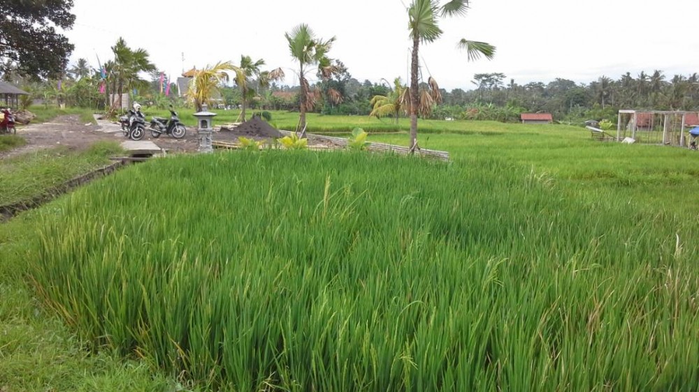 Terrains spacieux à vendre à Gianyar