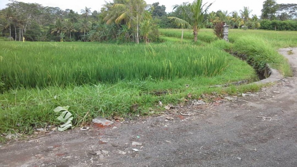 Terrains spacieux à vendre à Gianyar