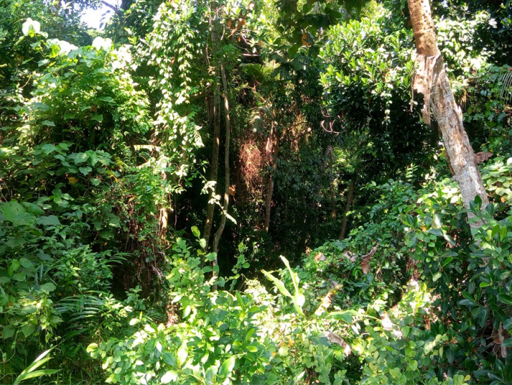 Tanah kosong Hak Milik yang unik dengan pemandangan indah