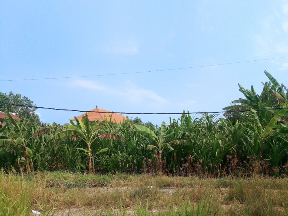 Beautiful paddie and river view land in Pererenan-Canggu