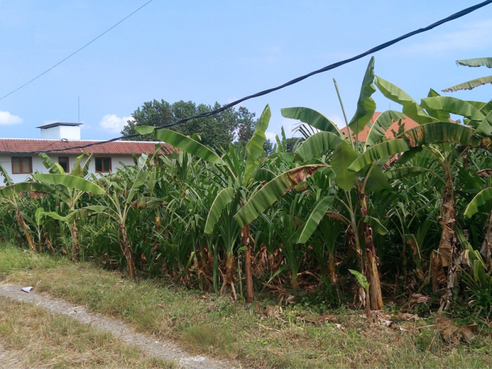 Beautiful paddie and river view land in Pererenan-Canggu