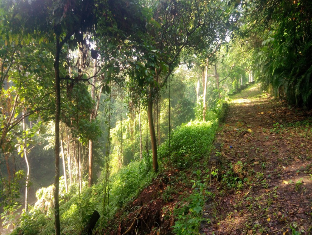 Un terrain en pleine propriété unique avec vue sur la rivière forestière