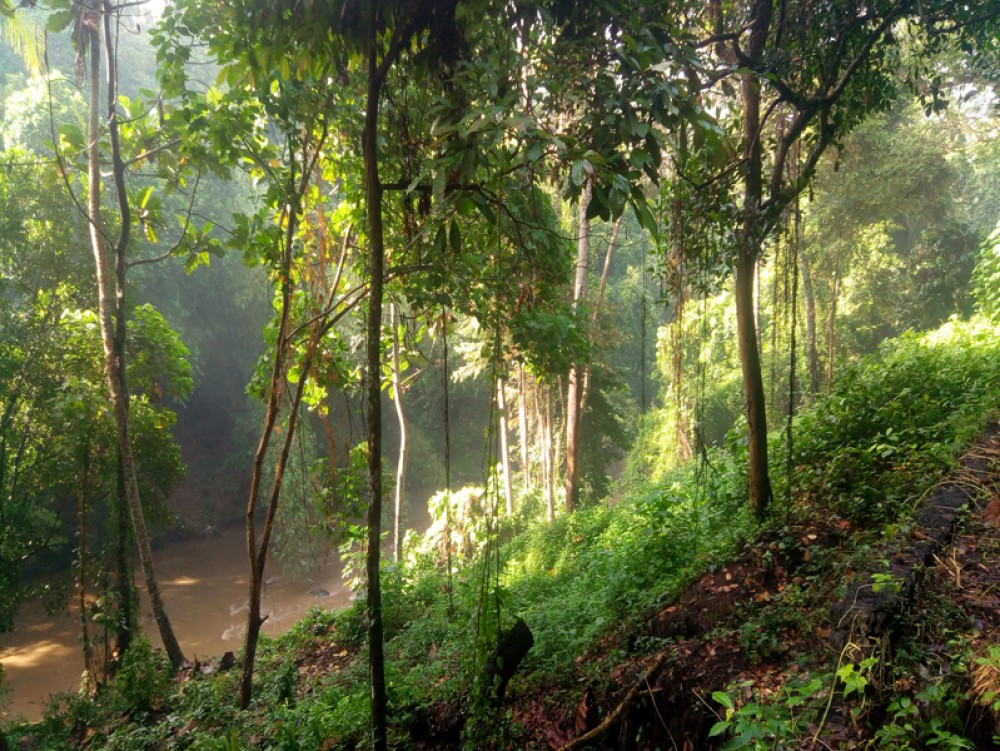 Un terrain en pleine propriété unique avec vue sur la rivière forestière