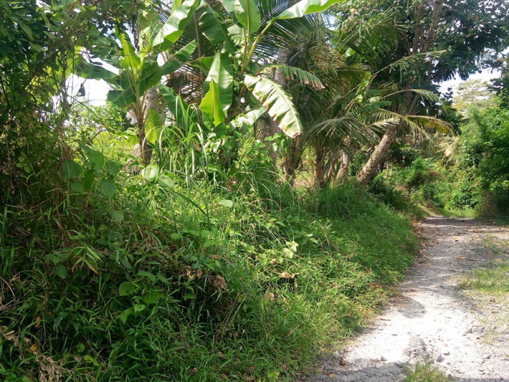 Residential freehold land for great price in Tabanan