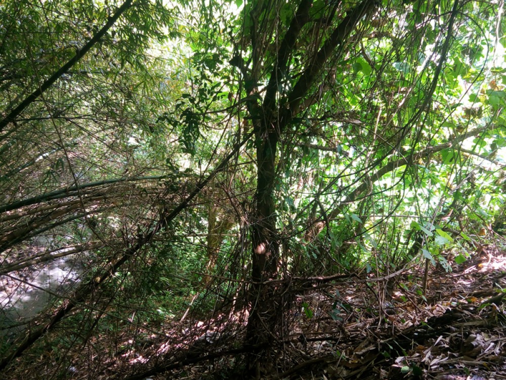 Terrain résidentiel en pleine propriété à Tabanan