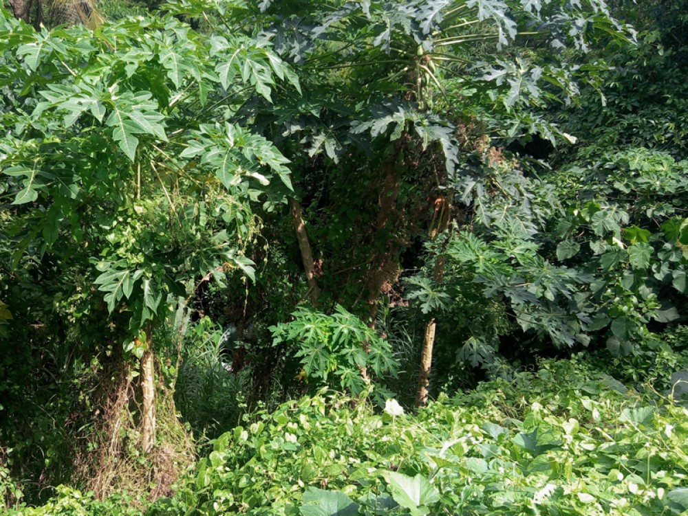 Terrain résidentiel en pleine propriété à Tabanan