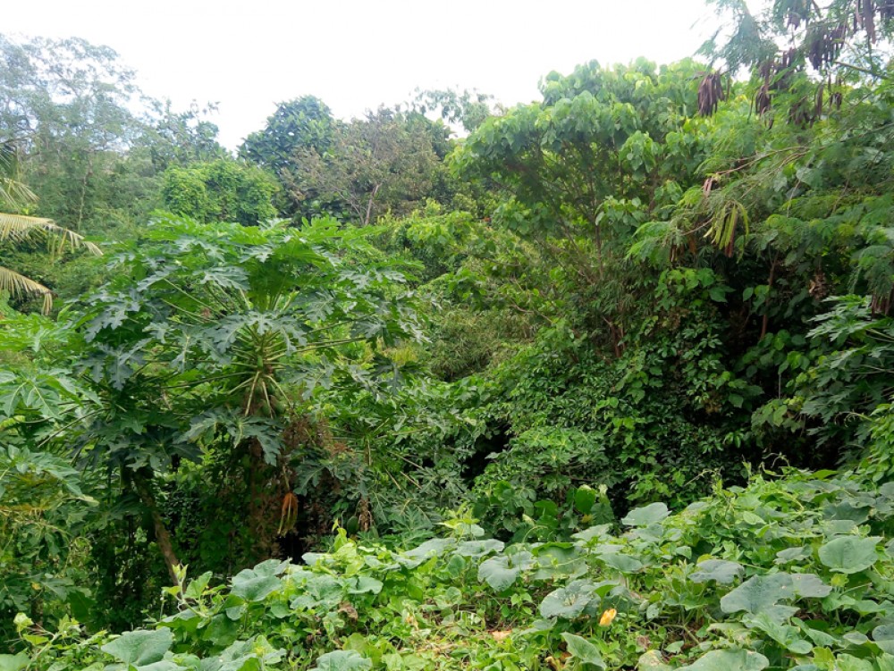 Terrain résidentiel en pleine propriété à Tabanan