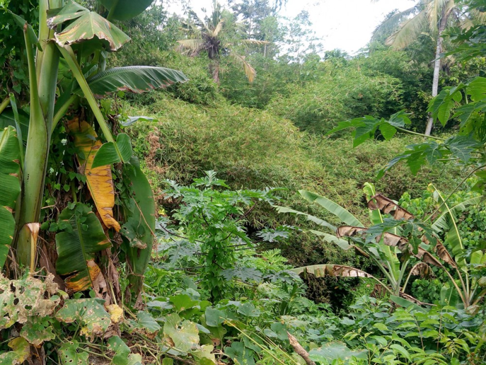 Terrain résidentiel en pleine propriété à Tabanan