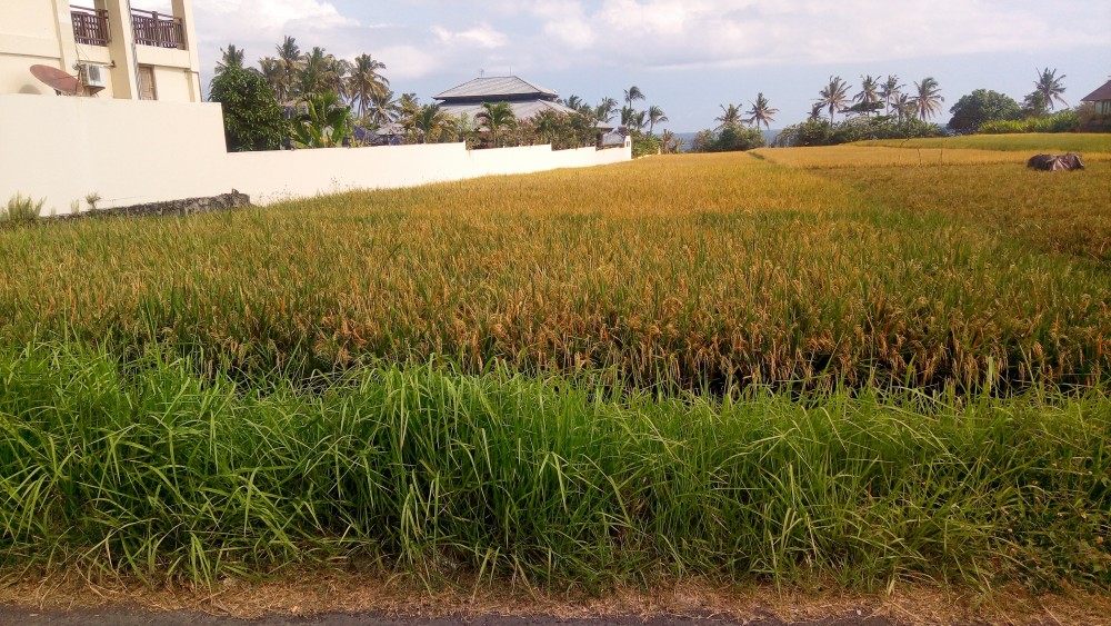 Beautiful Beachfront Land In Tabanan