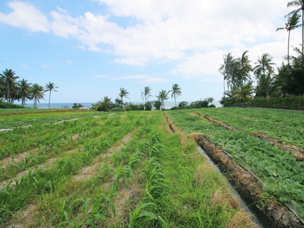 Fantastic beach front land in Pasut Beach - Tabanan