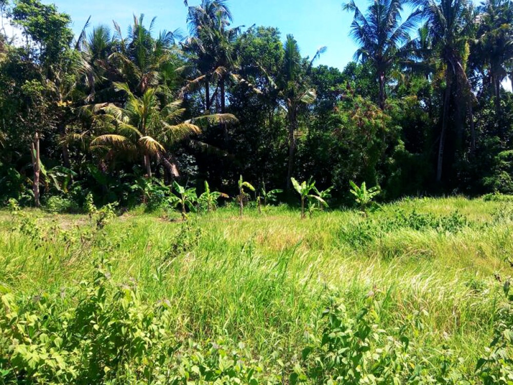 Amazing land in a quiet area of Pererenan