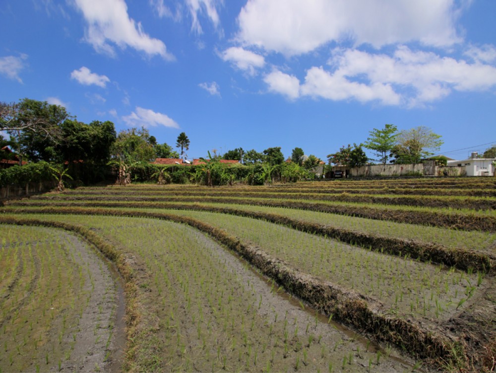 Gorgeous leasehold land in Pererenan