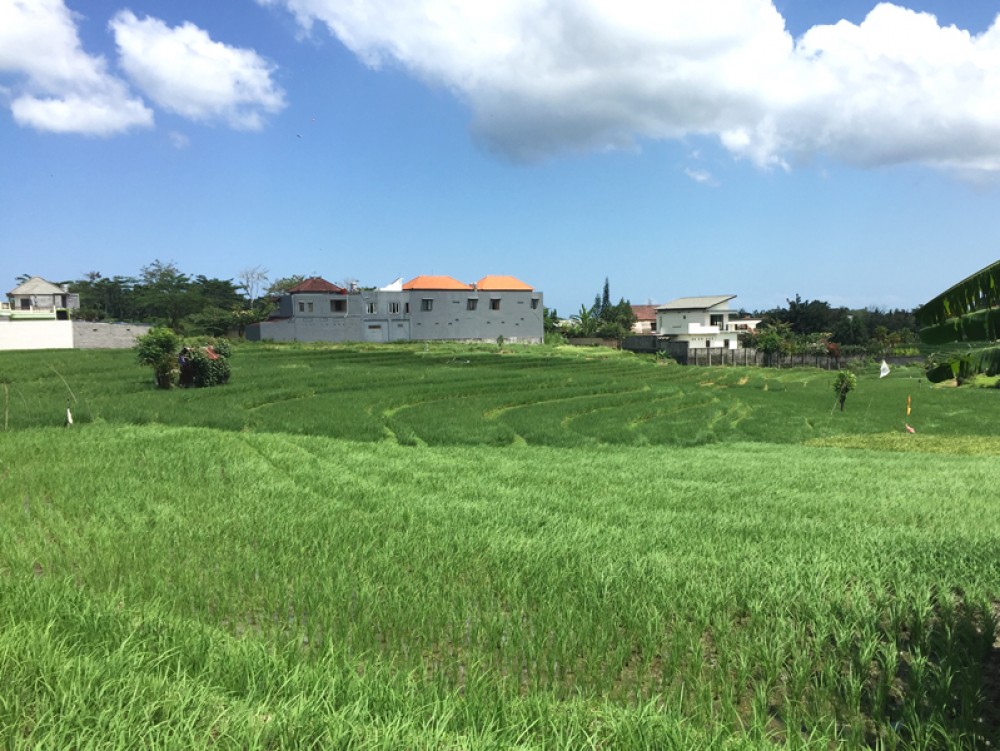Fantastic rice field view land 