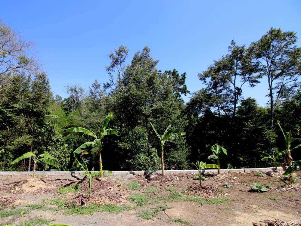 Incroyable terrain en pleine propriété avec vue sur la jungle dans une communauté de luxe