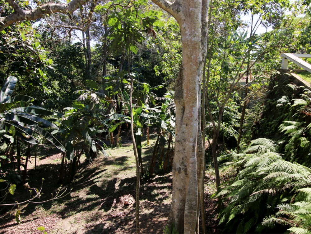 Incroyable terrain en pleine propriété avec vue sur la jungle dans une communauté de luxe