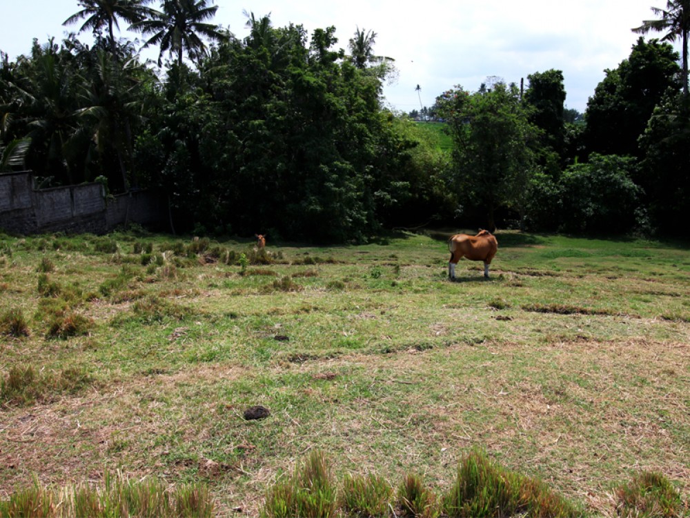 Canggu/Pererenan - Amazing river view land 300 meters from the beach